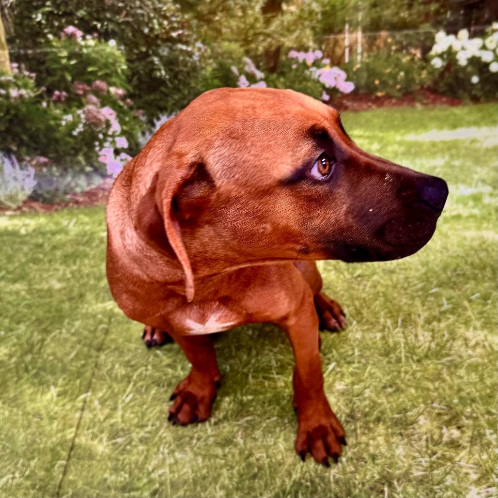 Enlarge Cascade, a Adoptable mixed breed in Franklin, NC image 2/6