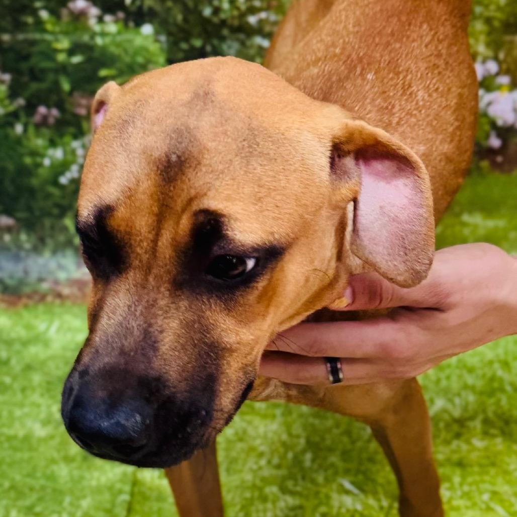Enlarge Cascade, a Adoptable mixed breed in Franklin, NC image 3/6