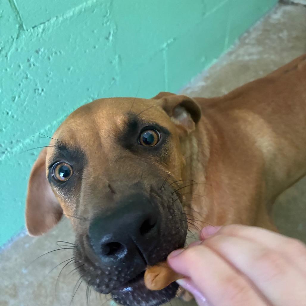 Enlarge Cascade, a Adoptable mixed breed in Franklin, NC image 4/6