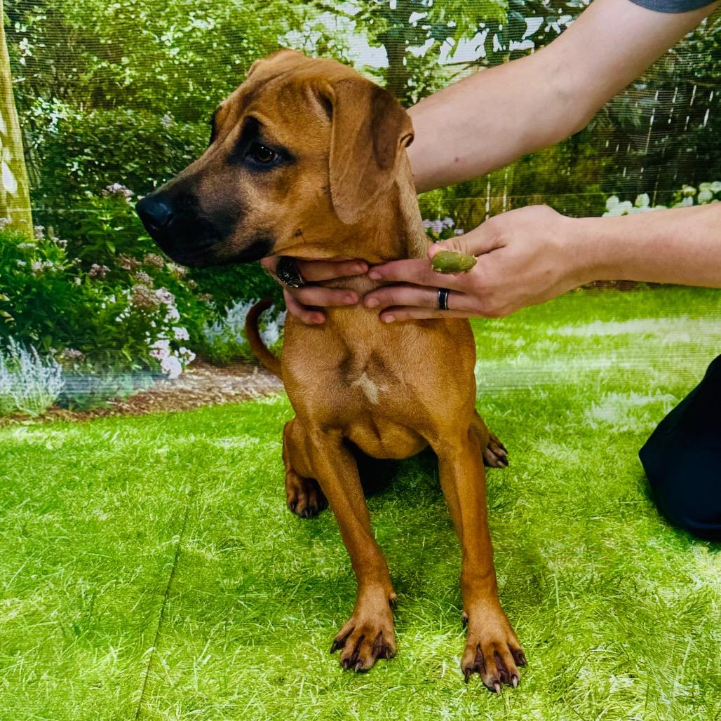 Enlarge Cascade, a Adoptable mixed breed in Franklin, NC image 5/6