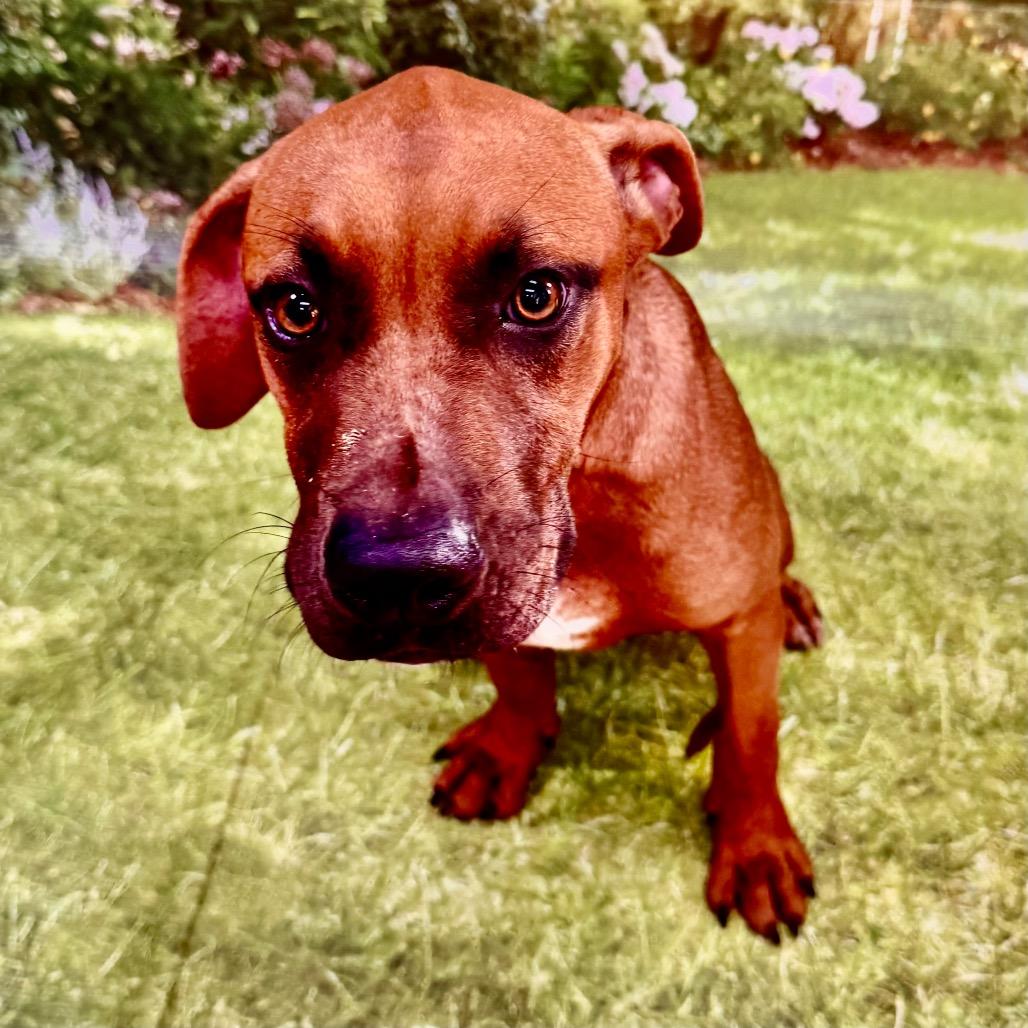 Enlarge Cascade, a Adoptable mixed breed in Franklin, NC image 6/6