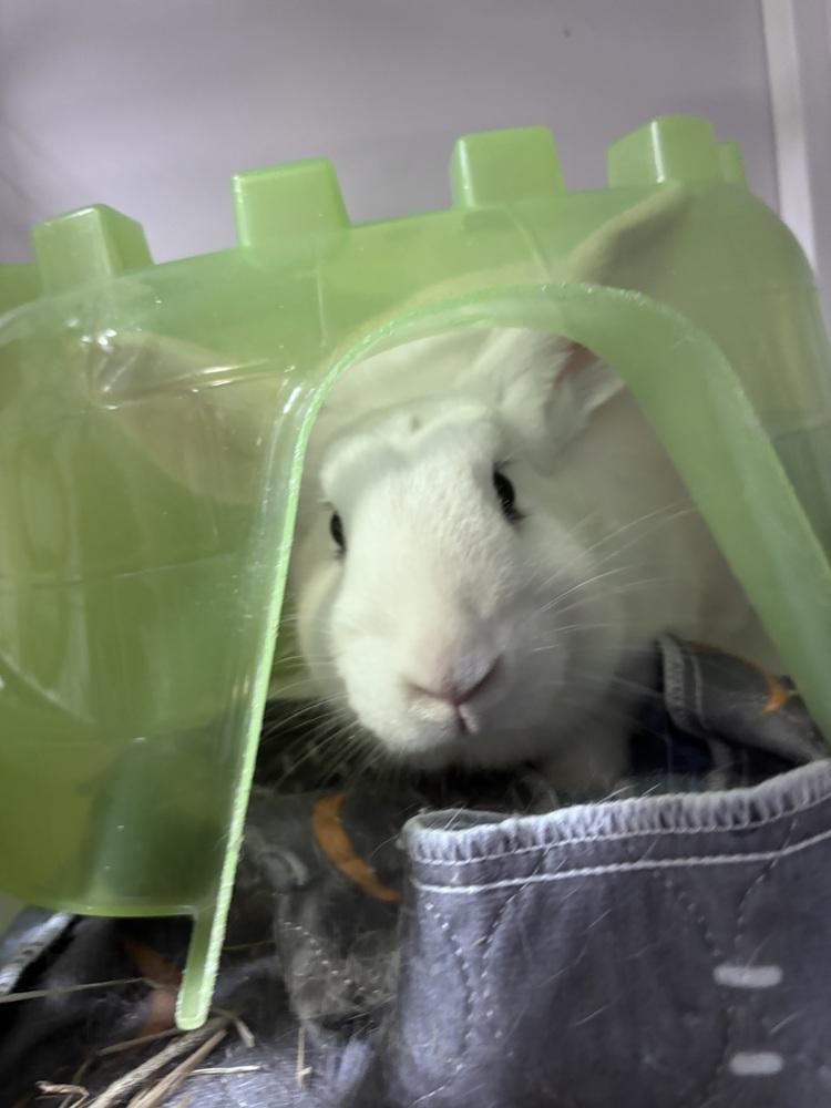 Bugatti, Adoptable, Adult Female Bunny Rabbit.