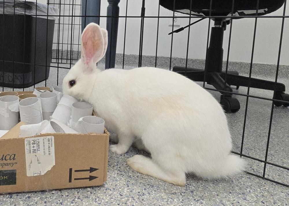 Bugatti, Adoptable, Young Female Bunny Rabbit.