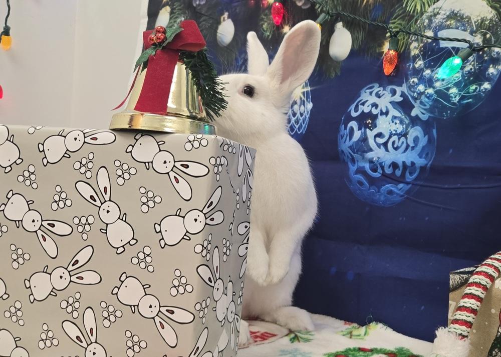 Bugatti, Adoptable, Young Female Bunny Rabbit.