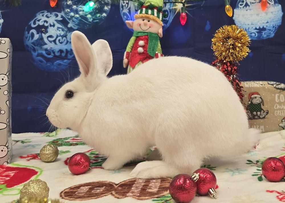 Enlarge Bugatti, a Adoptable Bunny Rabbit in Westford, MA image 2/6