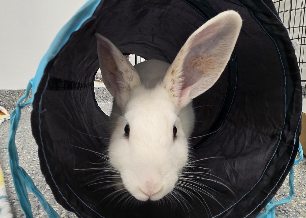 Enlarge Bugatti, a Adoptable Bunny Rabbit in Westford, MA image 3/6