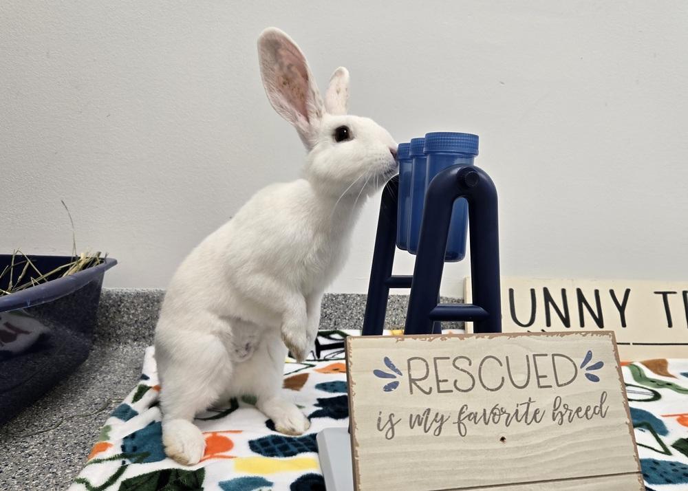 Enlarge Bugatti, a Adoptable Bunny Rabbit in Westford, MA image 4/6