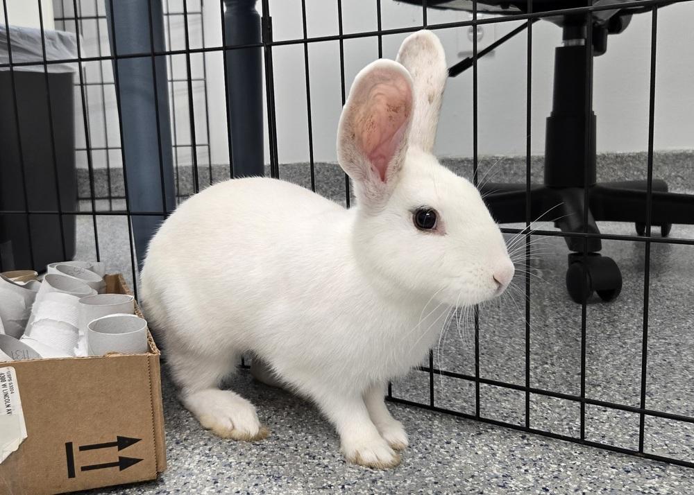 Enlarge Bugatti, a Adoptable Bunny Rabbit in Westford, MA image 5/6