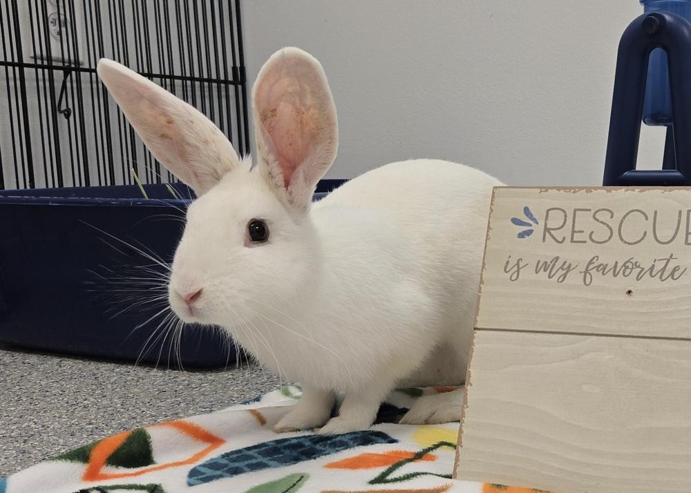 Enlarge Bugatti, a Adoptable Bunny Rabbit in Westford, MA image 6/6