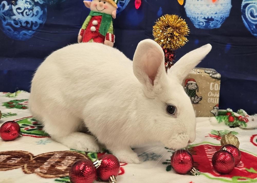 Enlarge Bugatti, a Adoptable Bunny Rabbit in Westford, MA image 6/6
