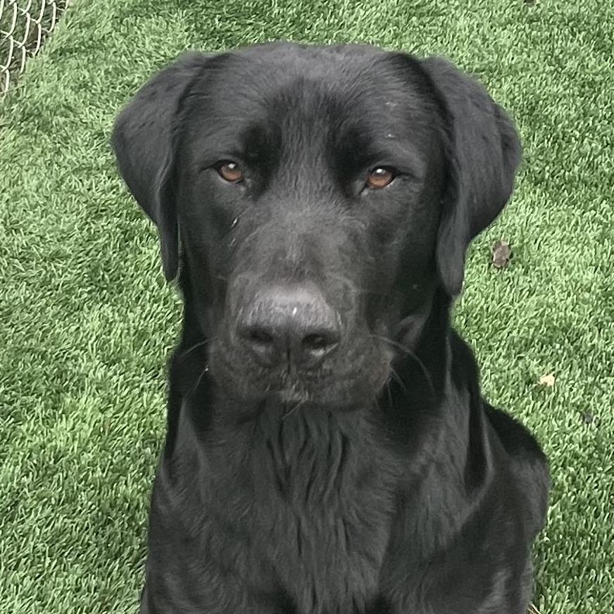 George Strait, Adoptable, Adult Male Black Labrador Retriever.