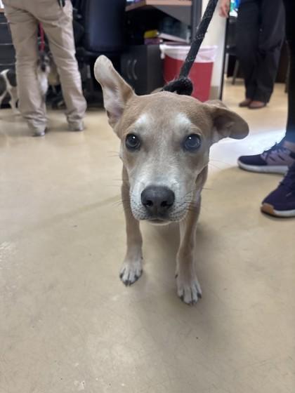 Walter, Adoptable, Young Male Terrier & Mixed Breed.