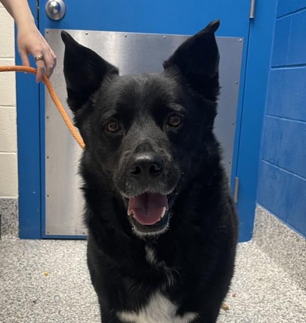 Chip, Adoptable, Adult Male German Shepherd Dog.