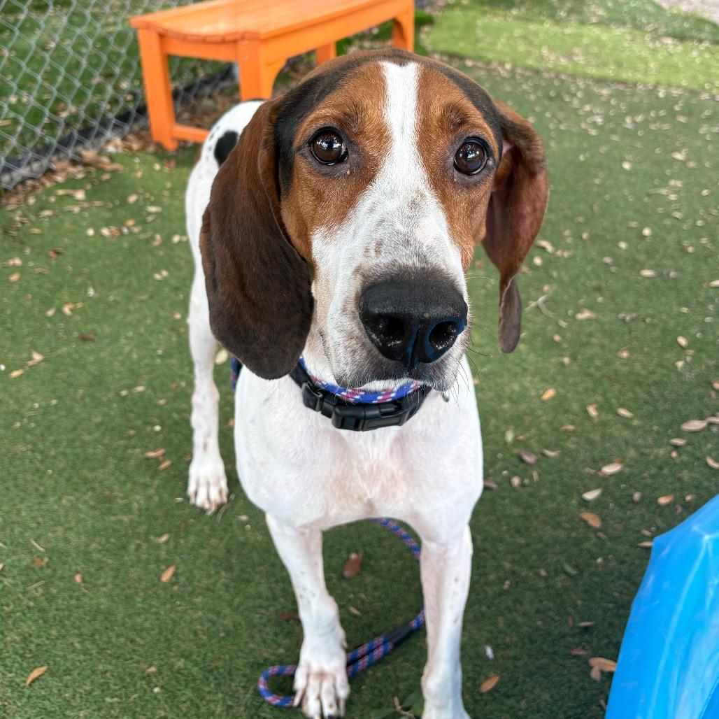 Enlarge Jack, a Adoptable Treeing Walker Coonhound in Port Richey, FL image 1/1