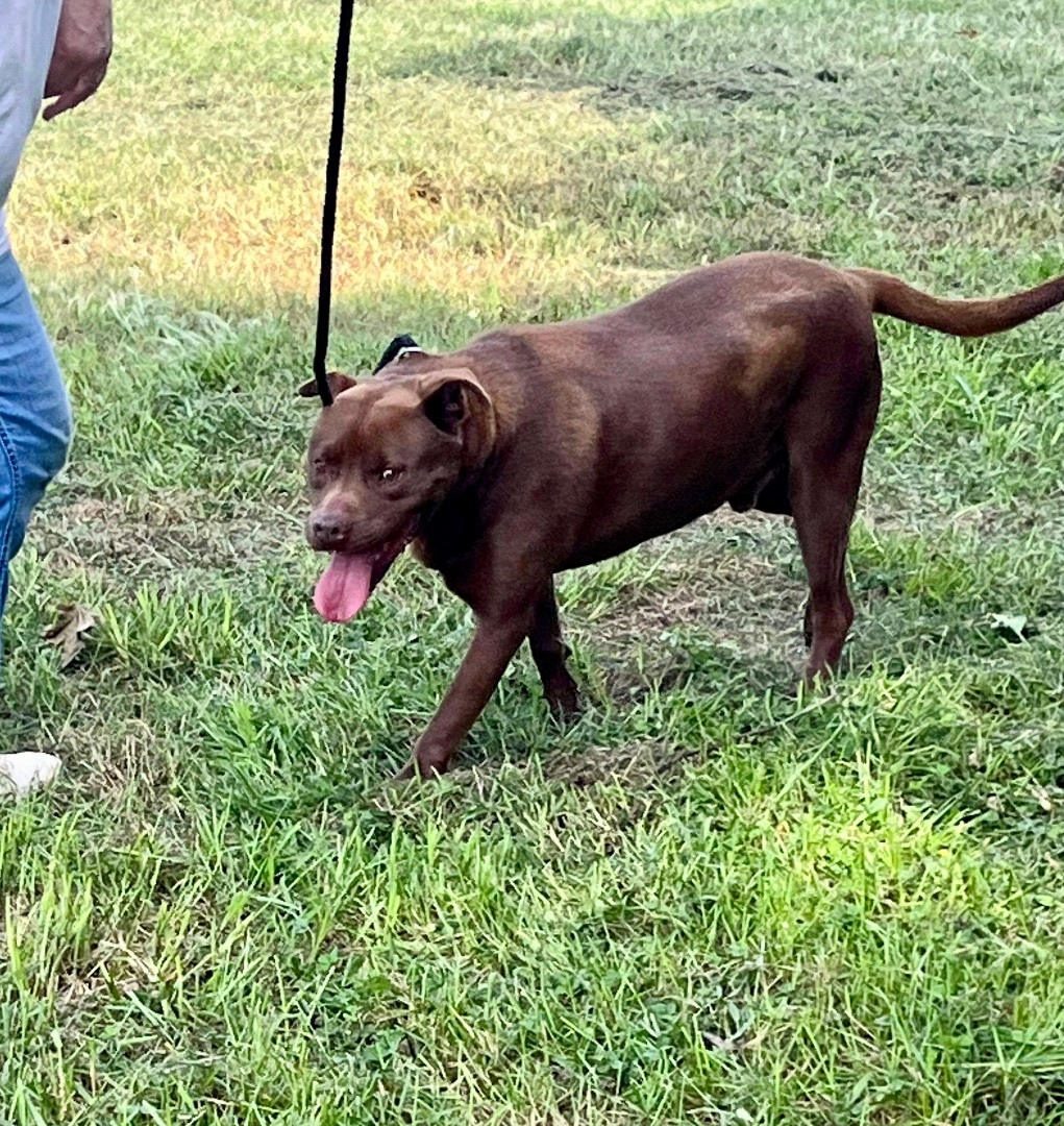 Cooper, a Adoptable American Bulldog in Alpharetta, GA image 2/5