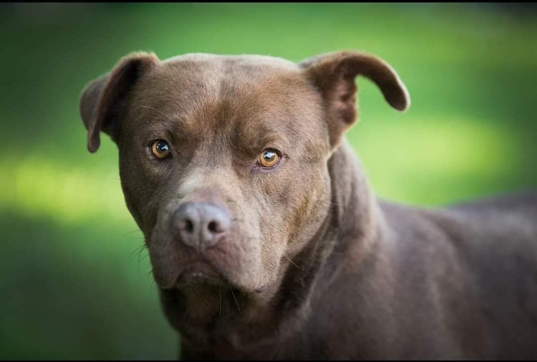 Cooper, a Adoptable American Bulldog in Alpharetta, GA image 4/5