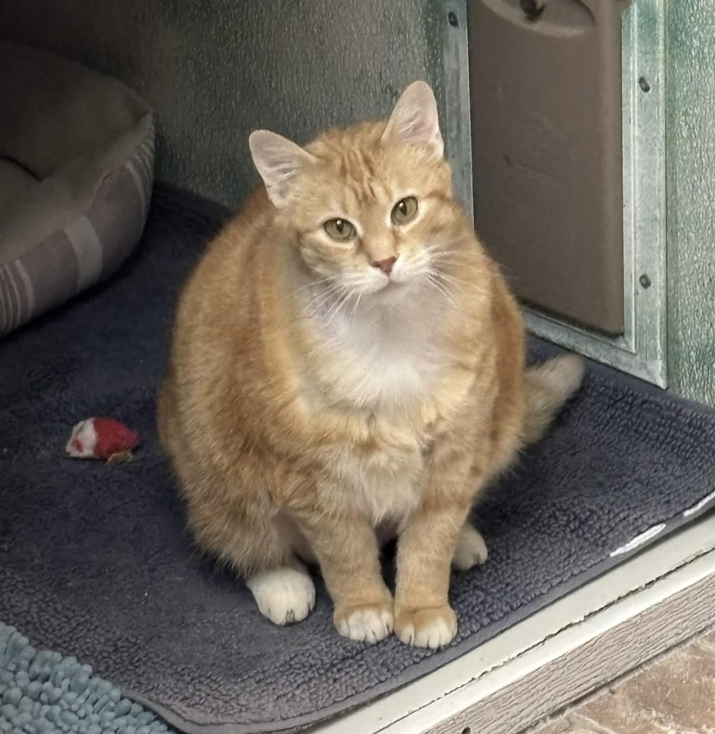 Honey Nut Cheerio, ADOPTABLE, Adult Female Domestic Short Hair.