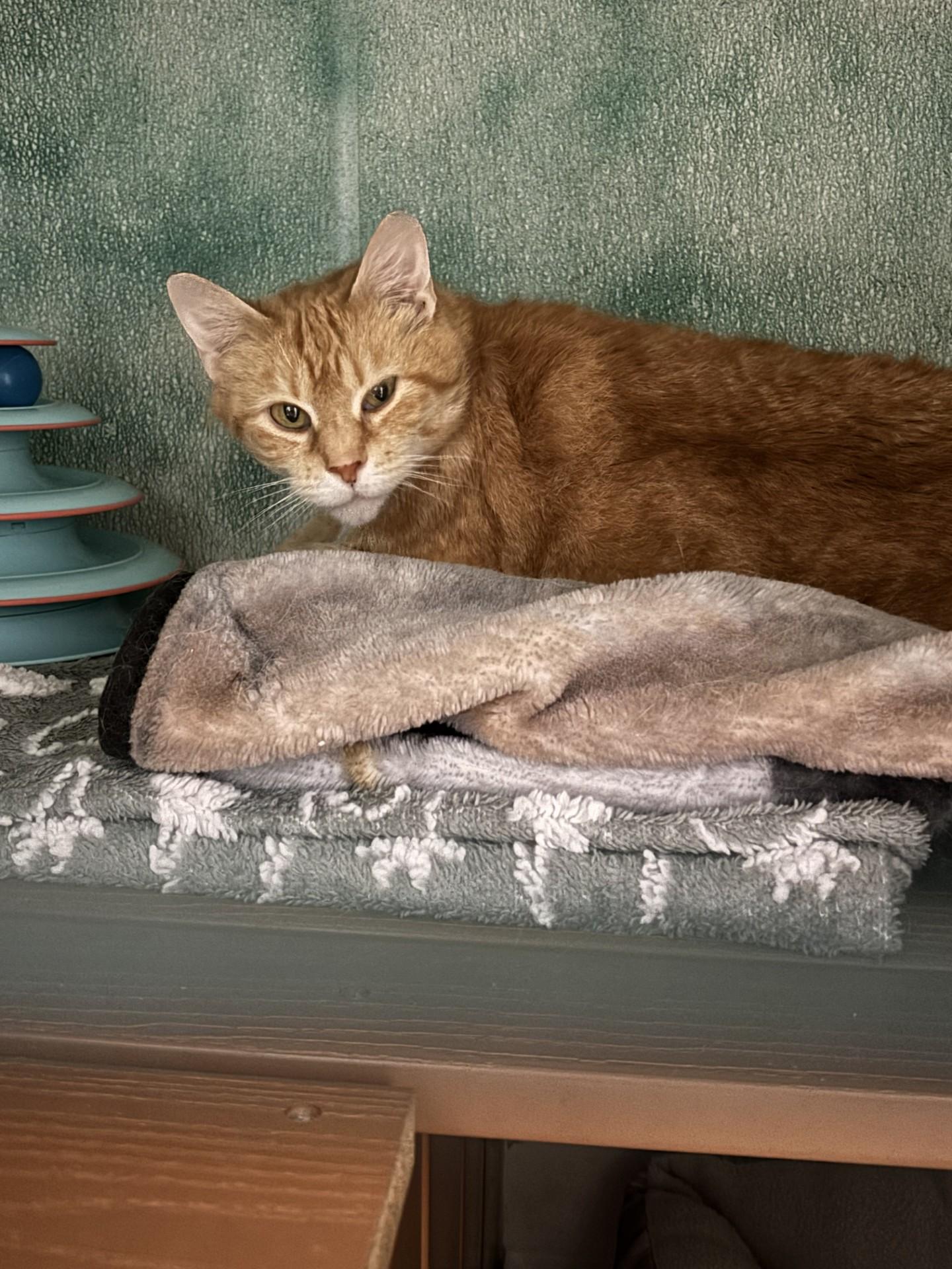 Honey Nut Cheerio, ADOPTABLE, Adult Female Domestic Short Hair.