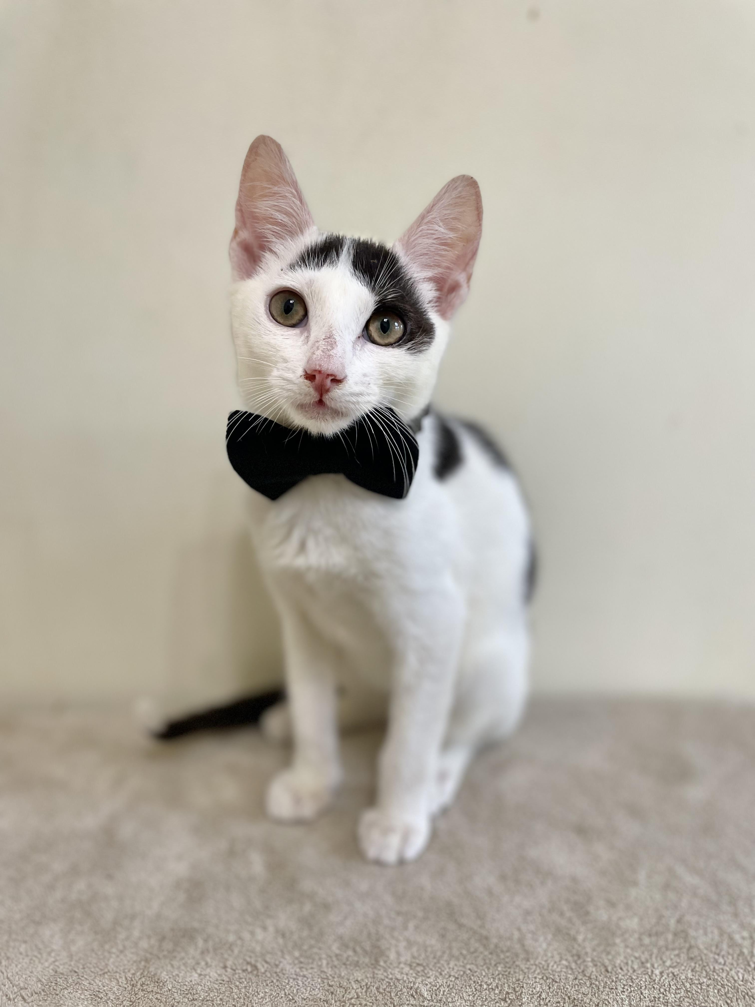 Maverick, Baby Male Domestic Short Hair
