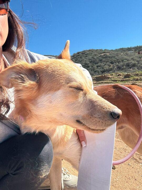 Enlarge Berry, a ADOPTABLE mixed breed in Redmond, OR image 2/5
