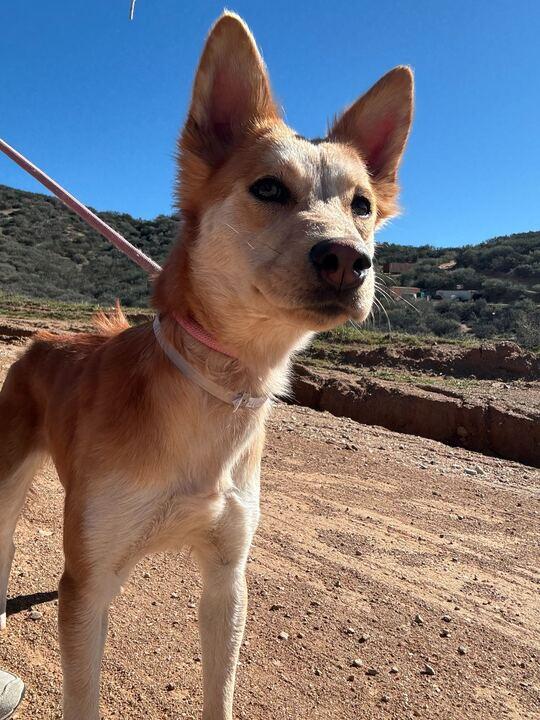 Berry, ADOPTABLE, Young Female Siberian Husky & Australian Cattle Dog / Blue Heeler.