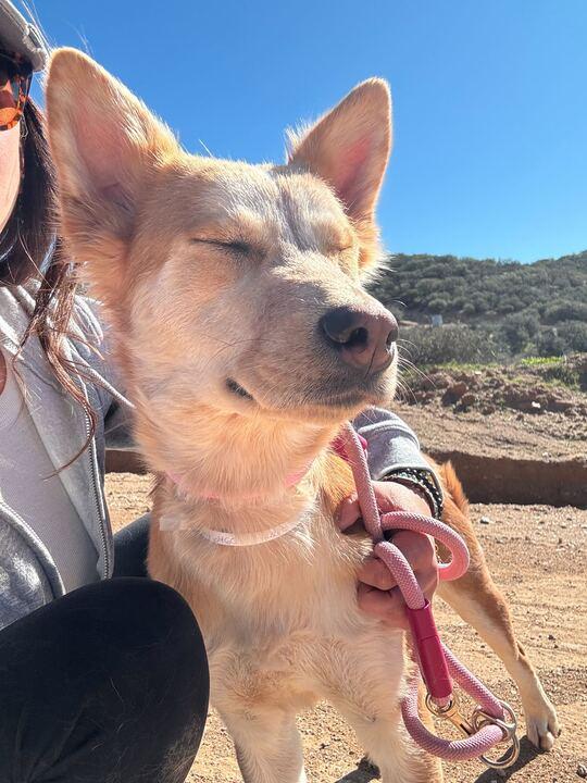 Enlarge Berry, a ADOPTABLE mixed breed in Redmond, OR image 3/5