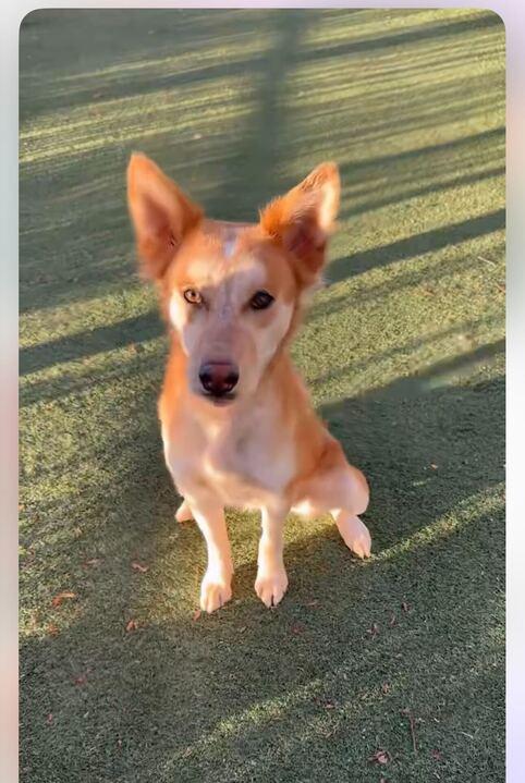 Enlarge Berry, a ADOPTABLE mixed breed in Redmond, OR image 4/5