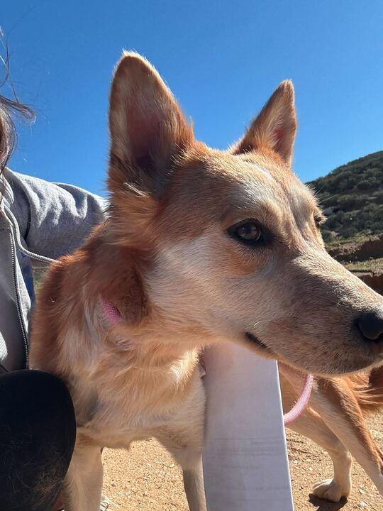 Enlarge Berry, a ADOPTABLE mixed breed in Redmond, OR image 5/5