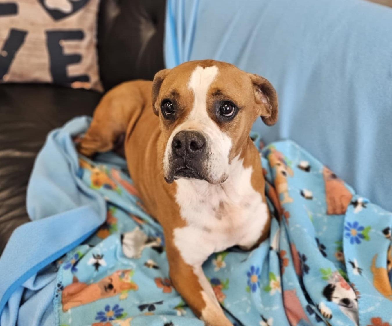 Enlarge Kiki, a Adoptable mixed breed in San Angelo , TX image 1/6