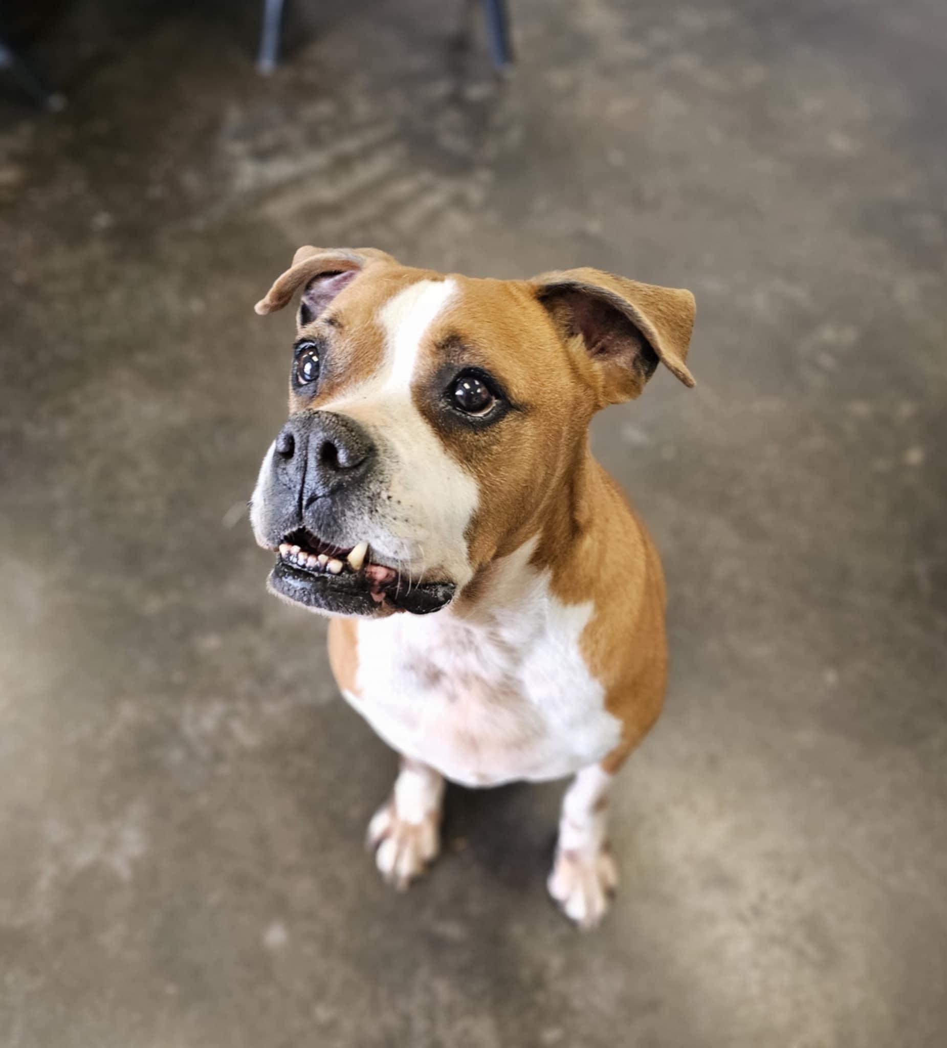 Kiki, Adoptable, Adult Female Boxer.
