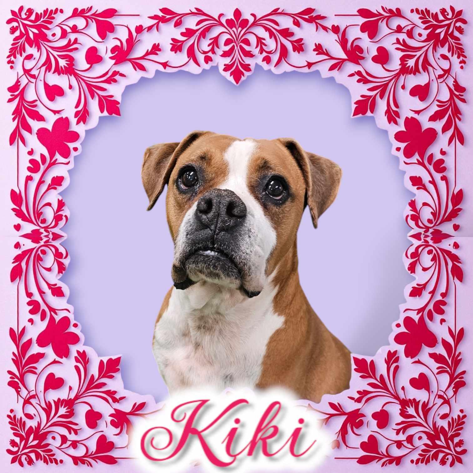 Enlarge Kiki, a Adoptable mixed breed in San Angelo , TX image 3/6