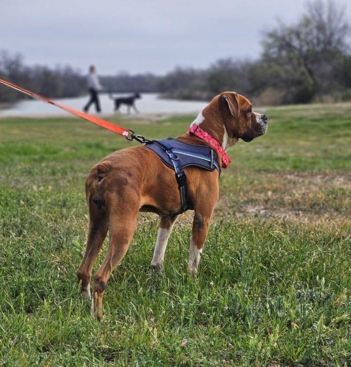 Enlarge Kiki, a Adoptable mixed breed in San Angelo , TX image 3/6