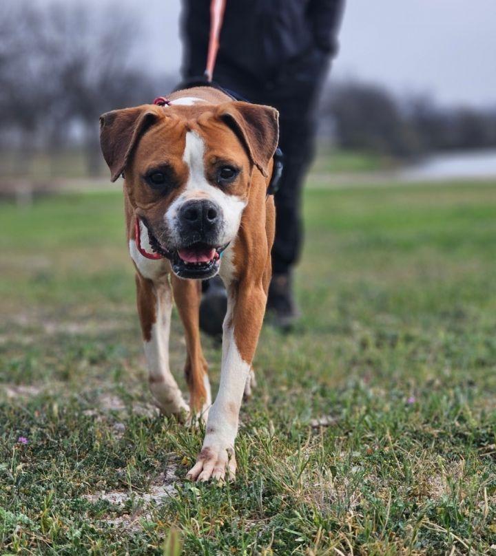 Enlarge Kiki, a Adoptable mixed breed in San Angelo , TX image 4/6