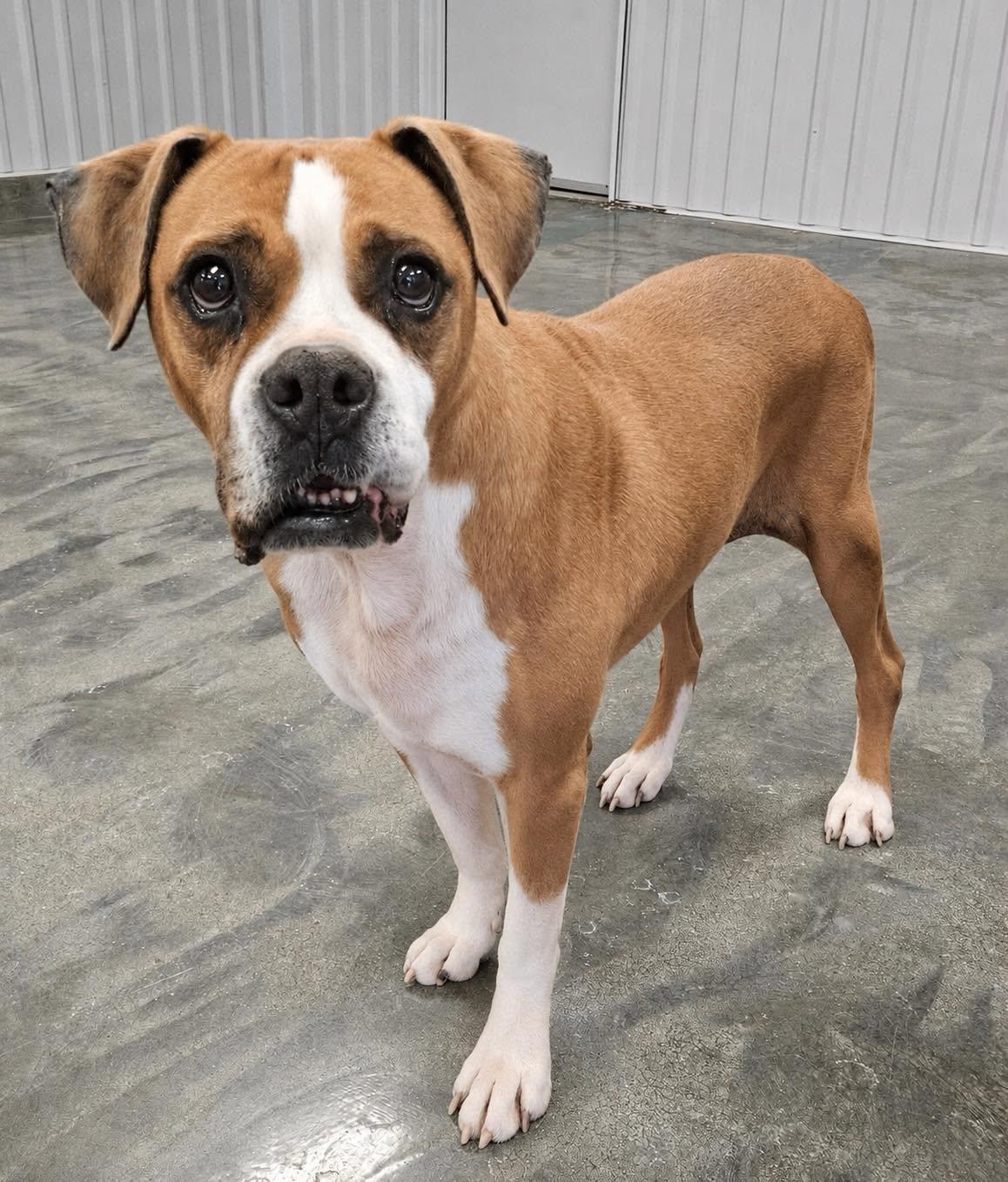 Enlarge Kiki, a Adoptable mixed breed in San Angelo , TX image 5/6