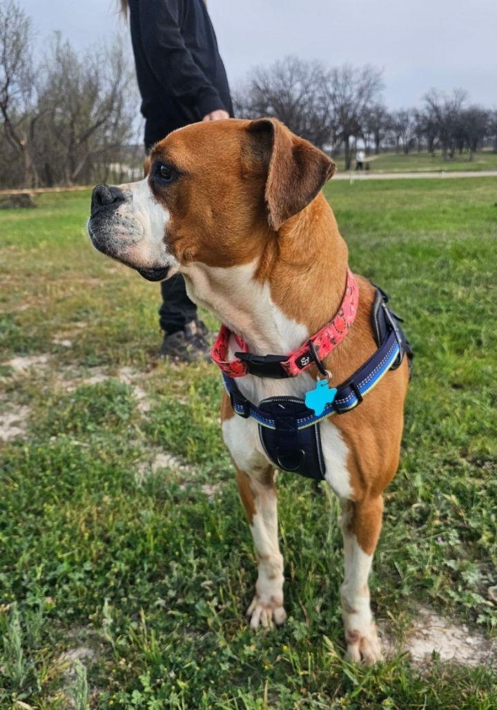 Enlarge Kiki, a Adoptable mixed breed in San Angelo , TX image 5/6