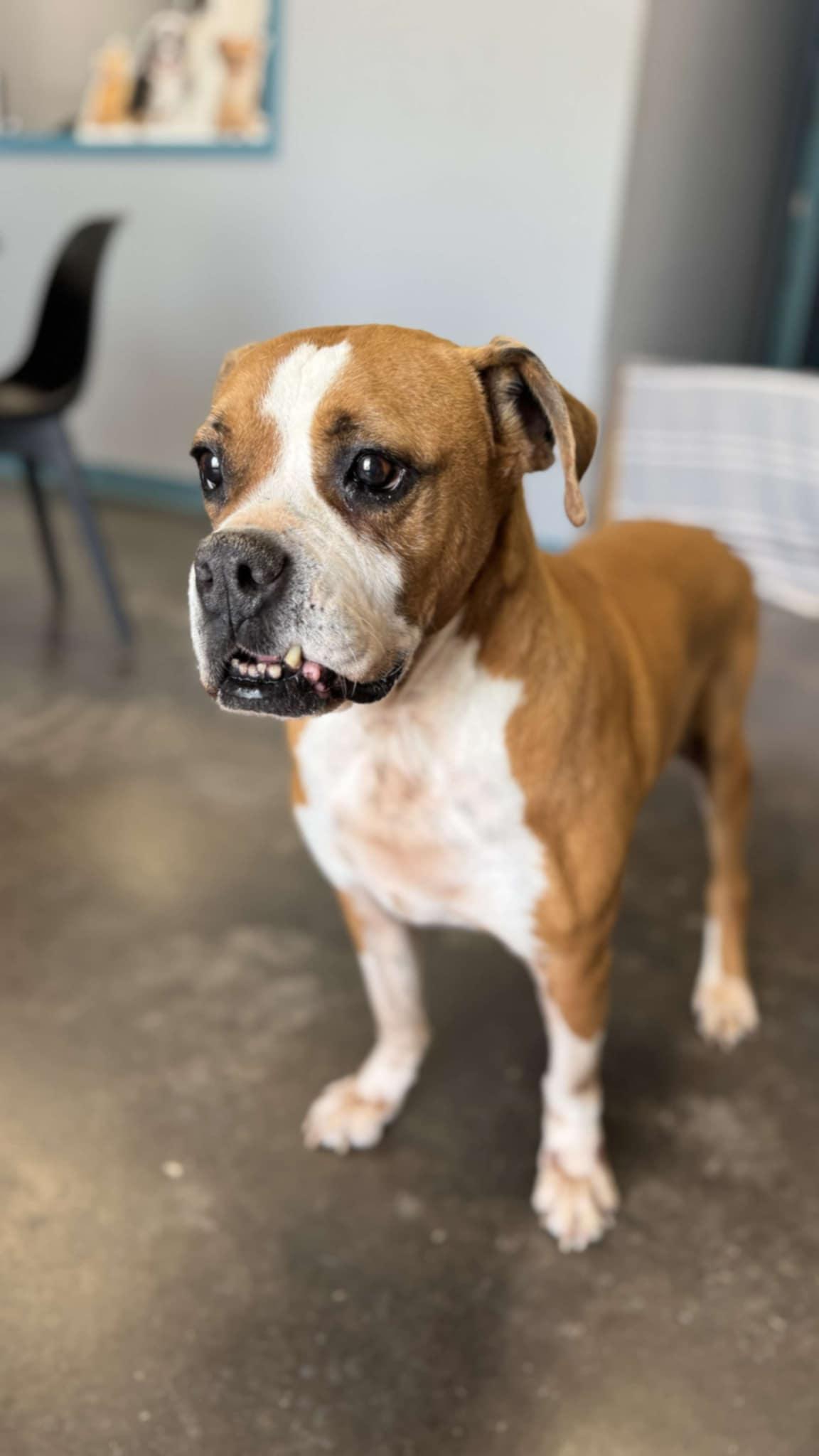 Enlarge Kiki, a Adoptable mixed breed in San Angelo , TX image 6/6