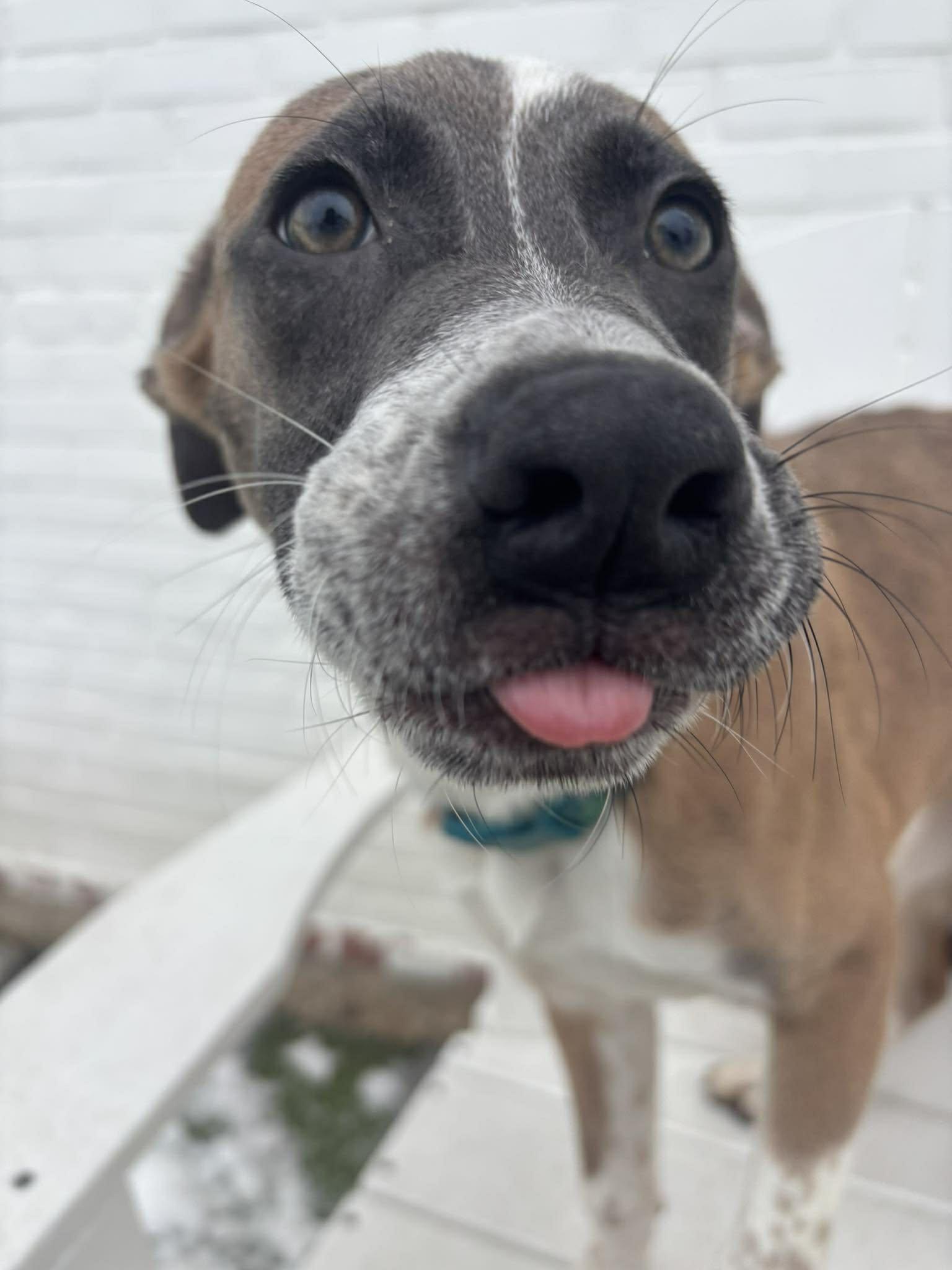 Enlarge Dancer, a ADOPTABLE mixed breed in Stamford, CT image 2/5