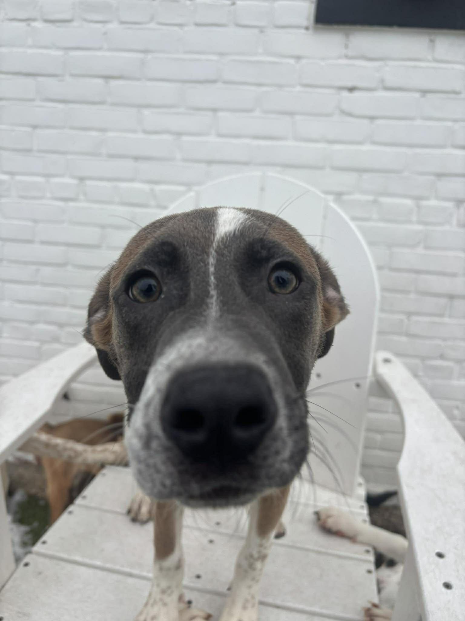 Enlarge Dancer, a ADOPTABLE mixed breed in Stamford, CT image 3/5