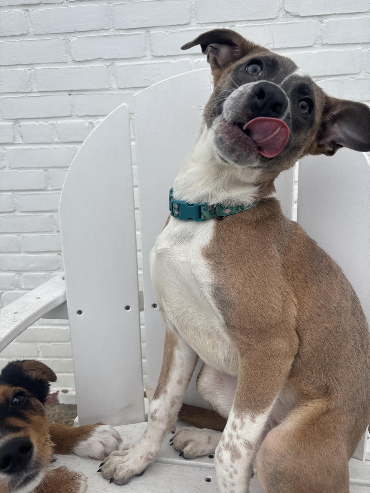 Dancer, ADOPTABLE, Puppy Female Mixed Breed & Boxer.