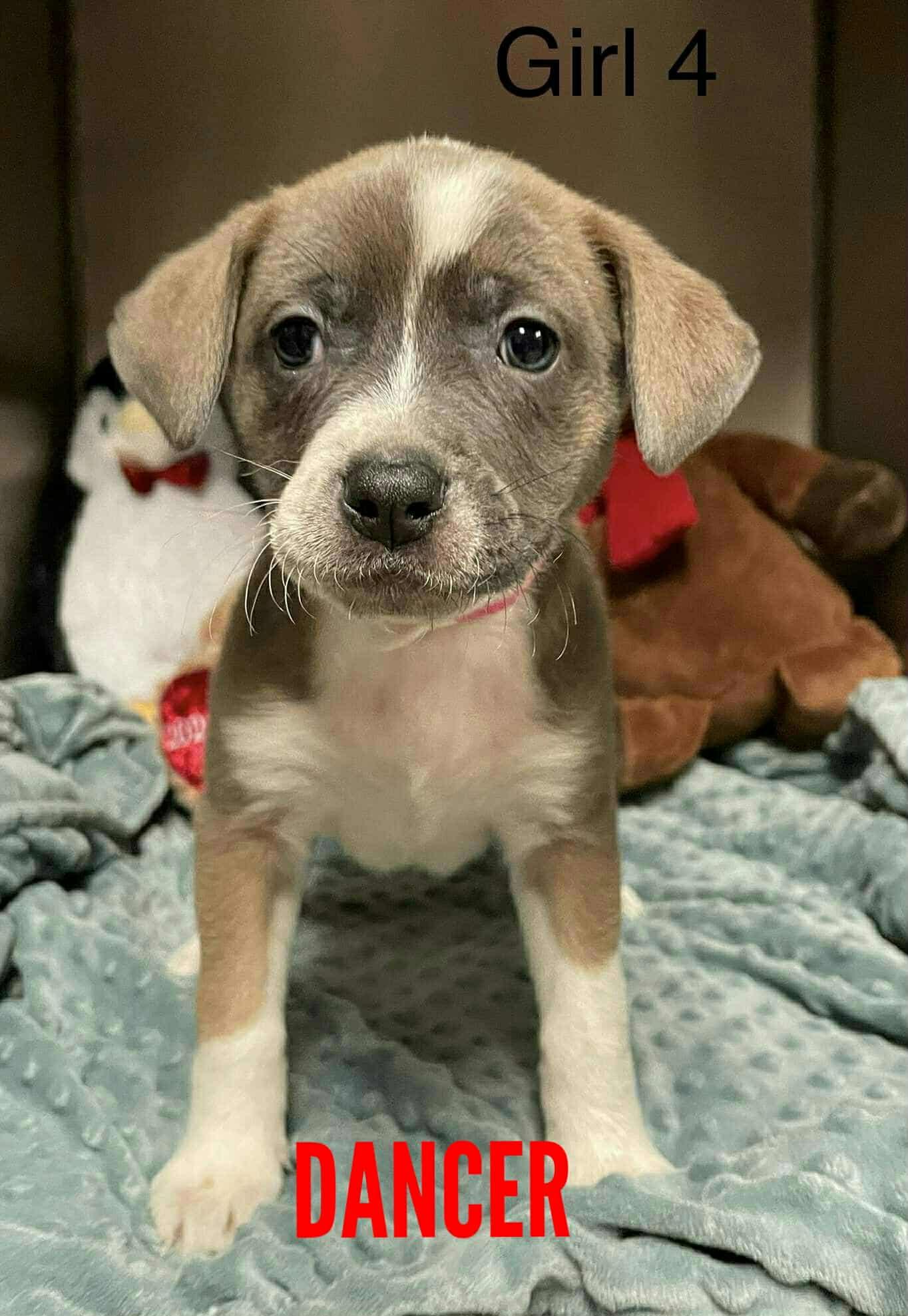 Enlarge Dancer, a ADOPTABLE mixed breed in Stamford, CT image 5/5