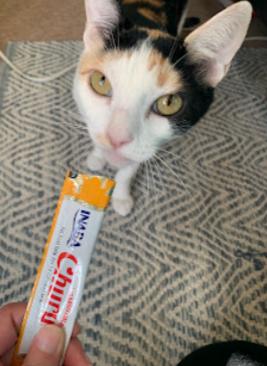 Enlarge Maribelle, a ADOPTABLE mixed breed in Hermosa Beach, CA image 3/5