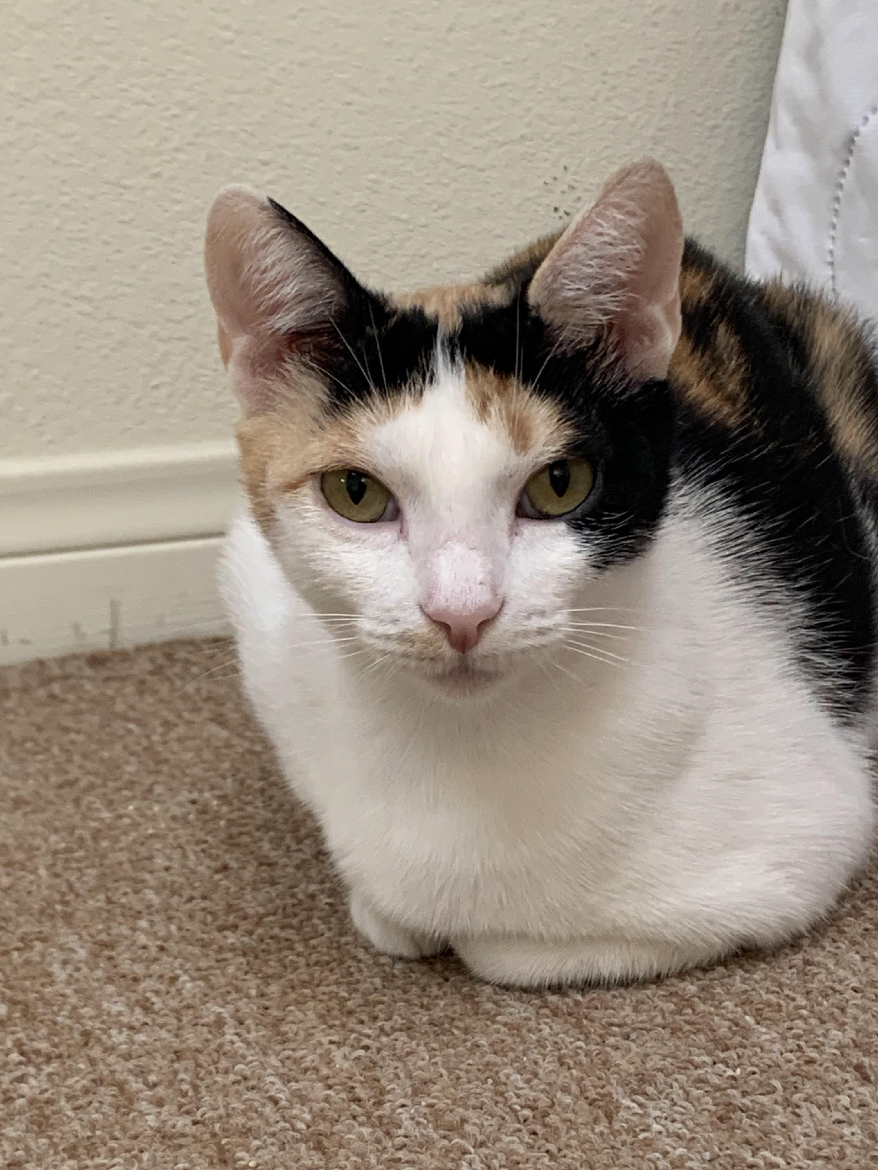 Enlarge Maribelle, a ADOPTABLE mixed breed in Hermosa Beach, CA image 2/5