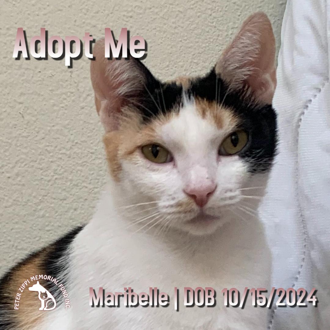 Maribelle, ADOPTABLE, Young Female Calico & Domestic Short Hair.