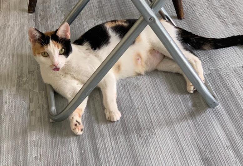 Enlarge Maribelle, a ADOPTABLE mixed breed in Hermosa Beach, CA image 4/5