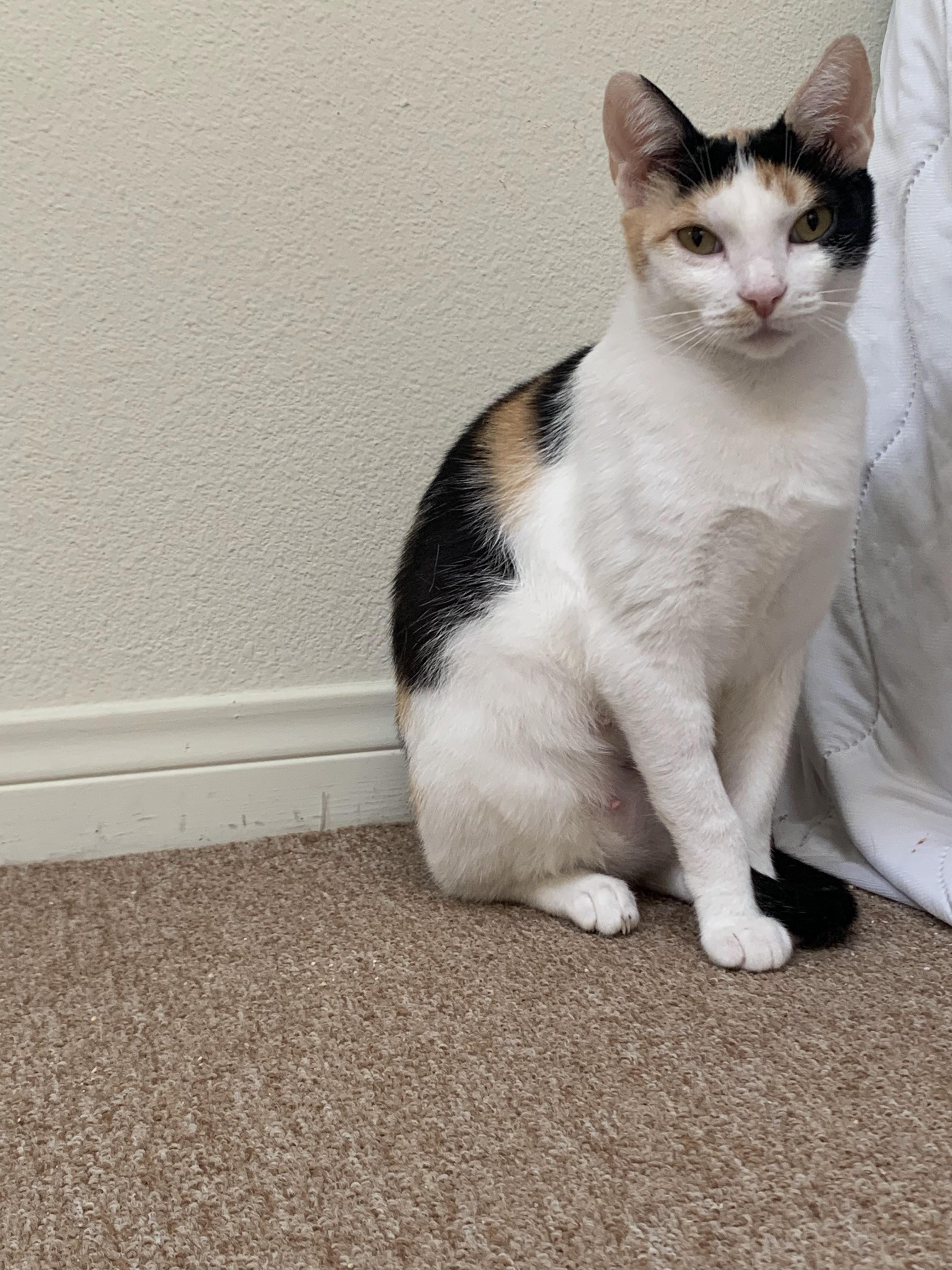 Enlarge Maribelle, a ADOPTABLE mixed breed in Hermosa Beach, CA image 5/5