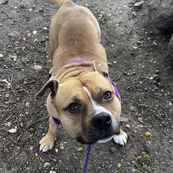 Enlarge Canoe, a Adoptable mixed breed in Oakland, CA image 2/3