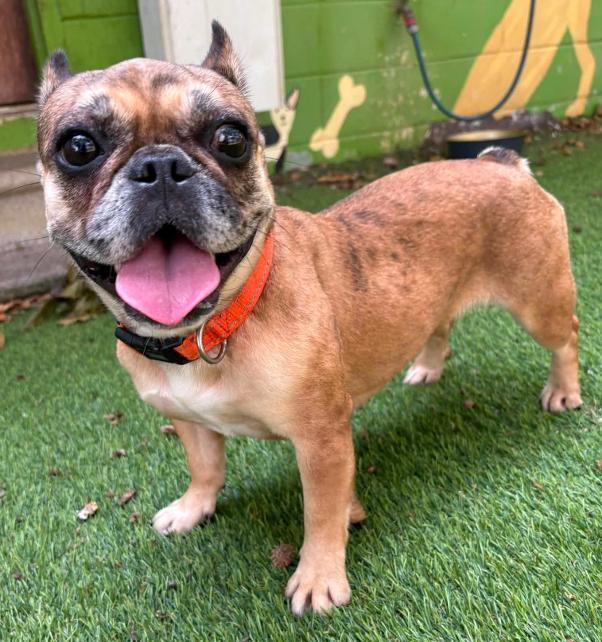 Enlarge Mudpuppy, a ADOPTABLE French Bulldog in Cochran, GA image 3/5