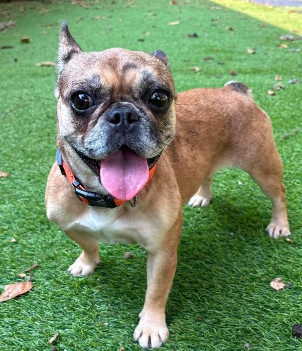 Enlarge Mudpuppy, a ADOPTABLE French Bulldog in Cochran, GA image 2/5