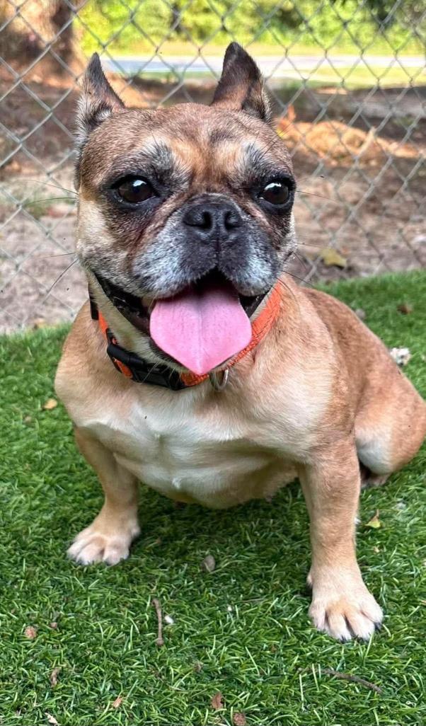 Mudpuppy, ADOPTABLE, Adult Female French Bulldog.