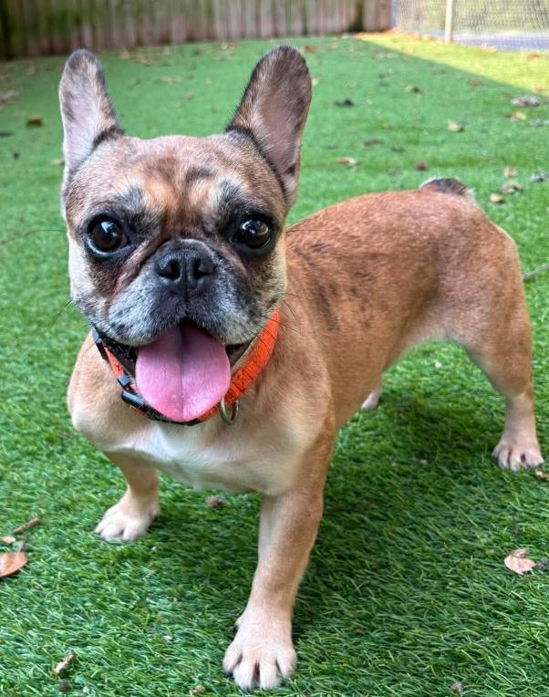 Enlarge Mudpuppy, a ADOPTABLE French Bulldog in Cochran, GA image 5/5